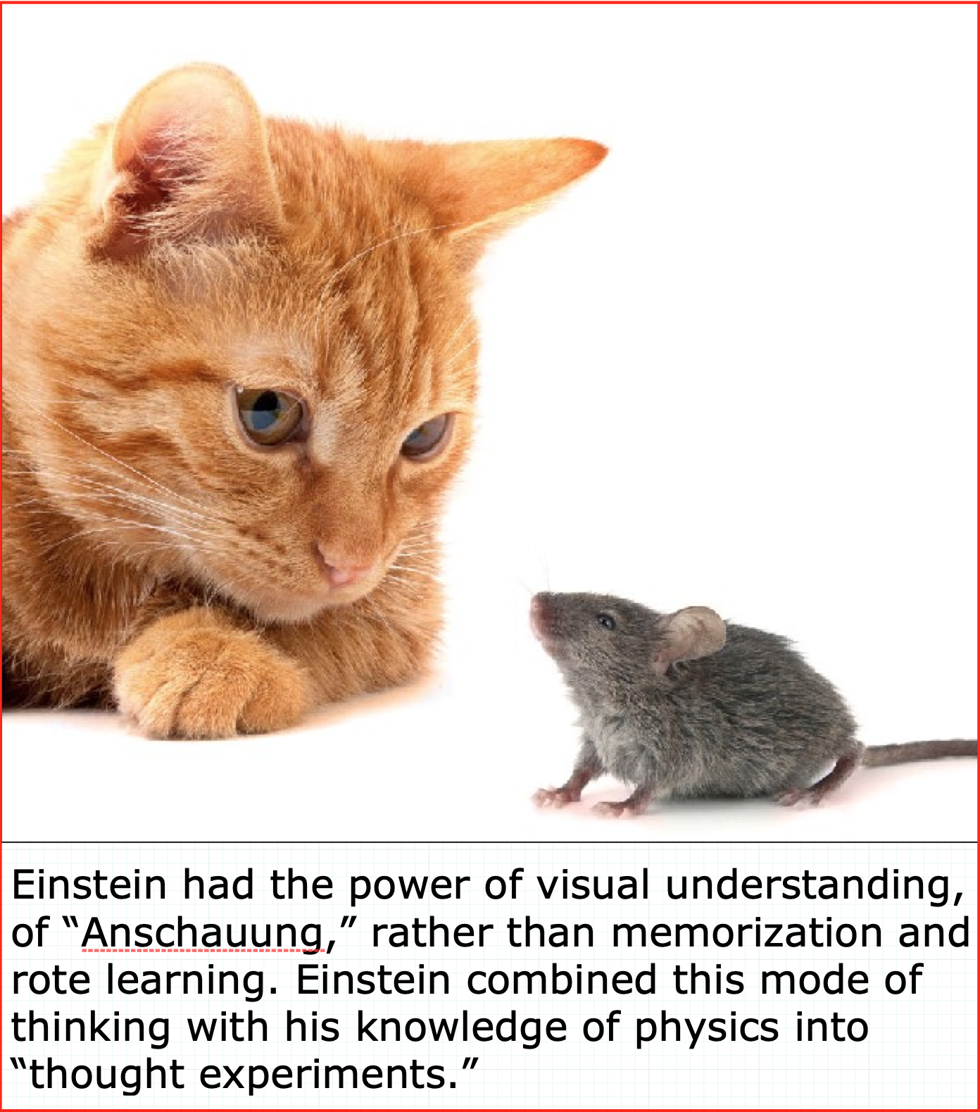 Einstein Cats