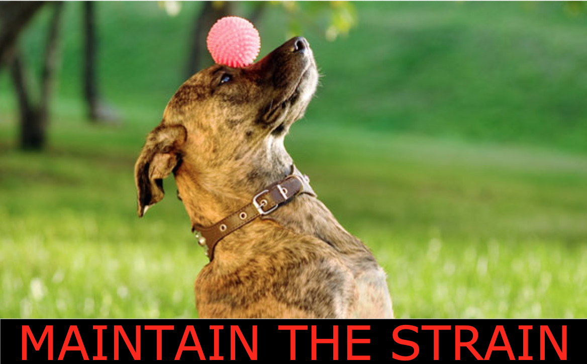 Maintain the strain